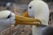 Espaňola-čtvrtý den plavby-albatros 265